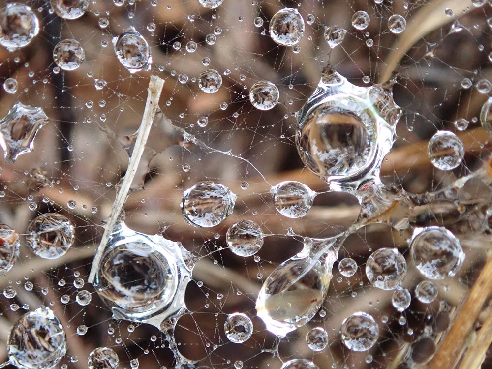 Macro-photo-pluie-macrophotography-rain