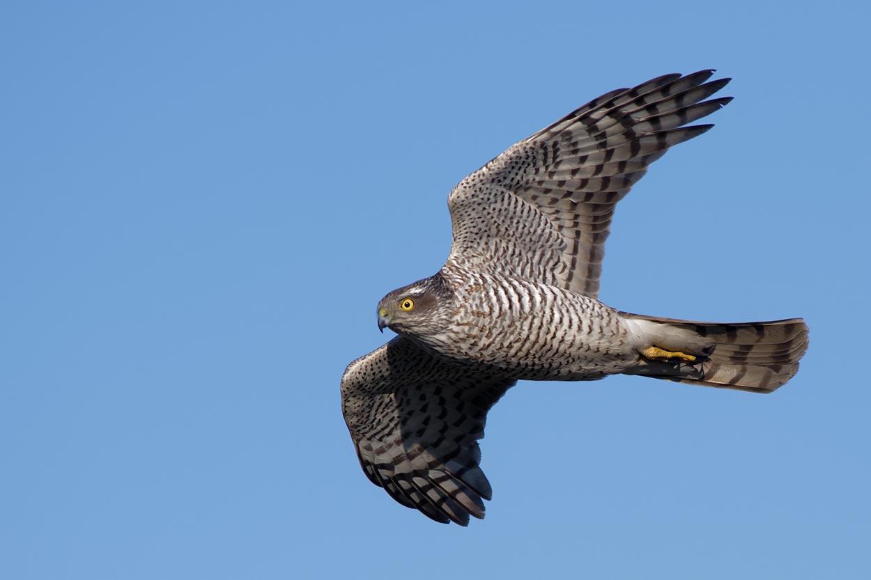 Les Oiseaux observent la météo