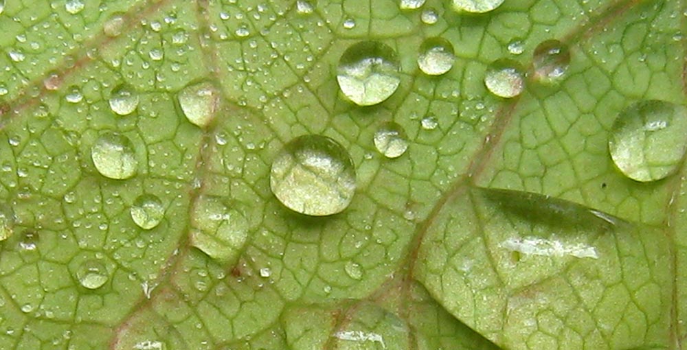 nature-water-drop