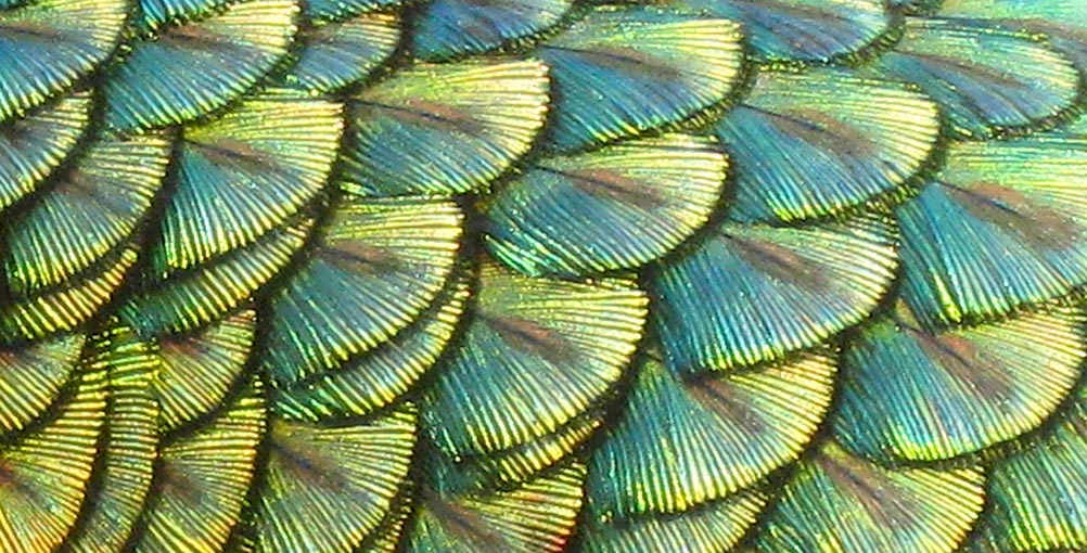 nature-peacock