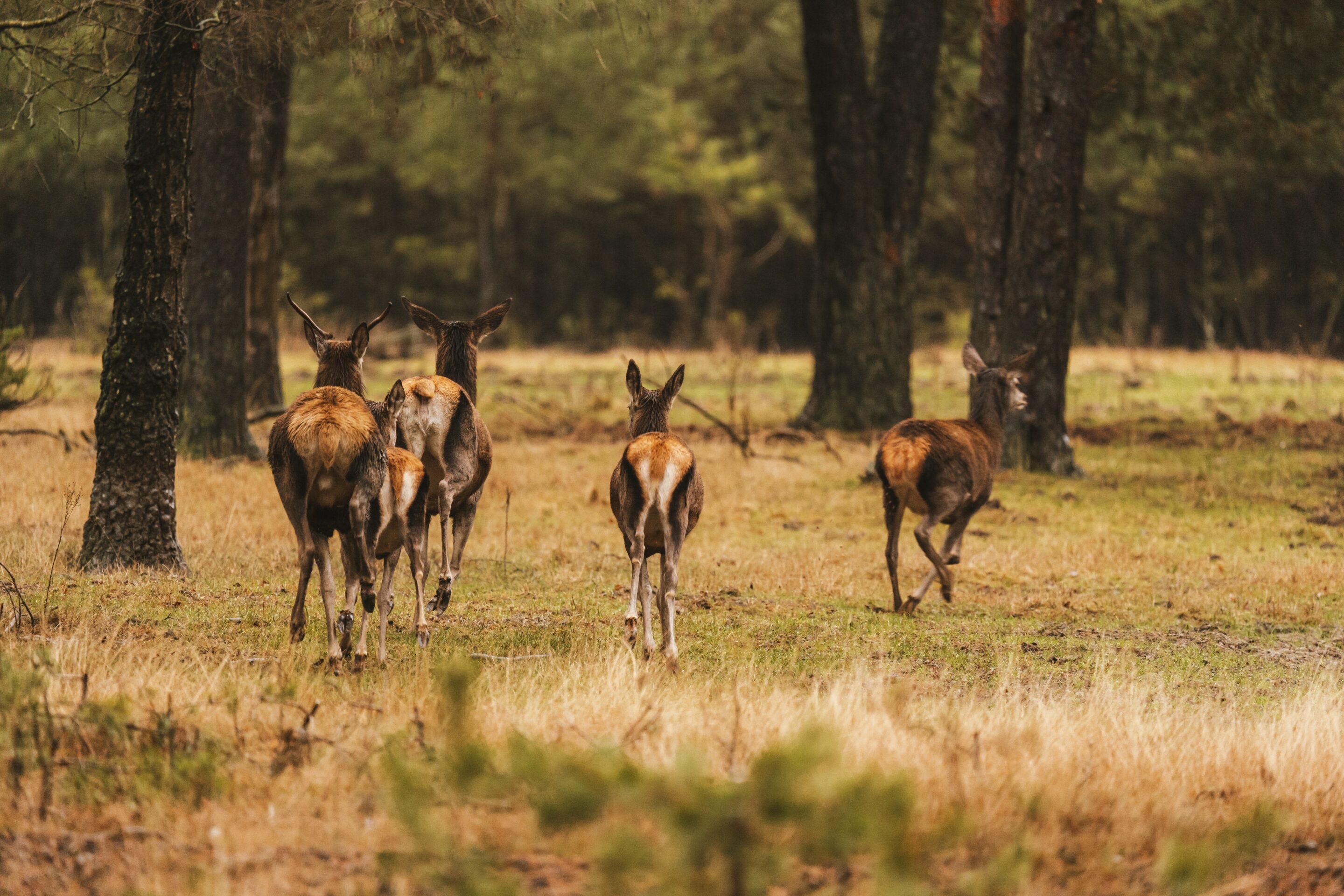 animals_photography_equipment_Overcap