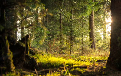 SHINRIN YOKU: the benefits of forest bathing