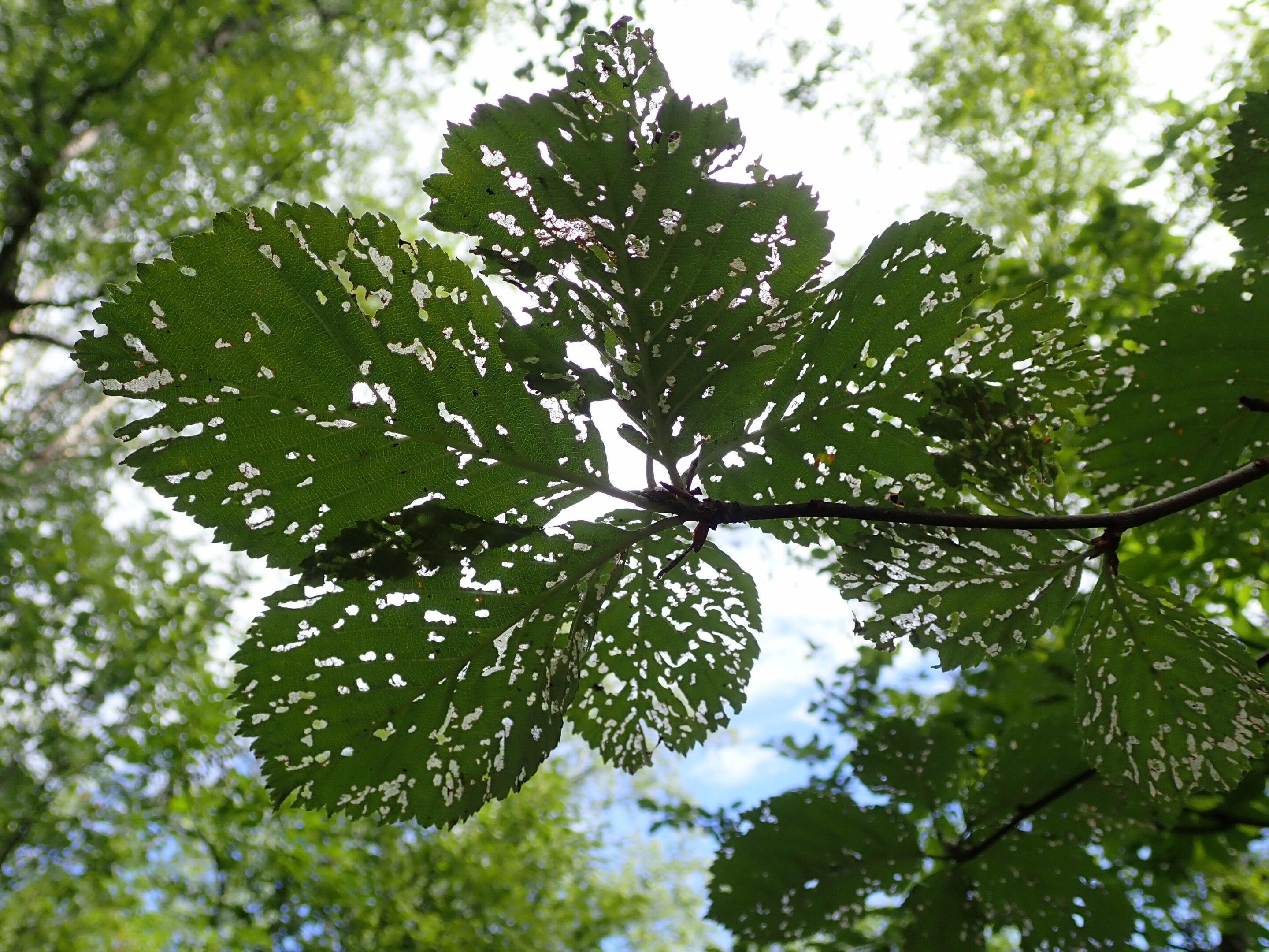 feuilles-d-arbre-percees