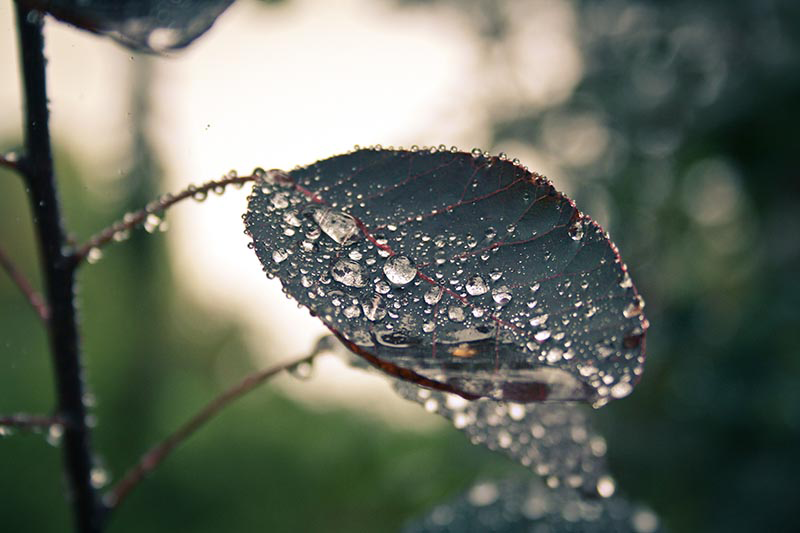 feuille-d-arbre-sous-la-pluie