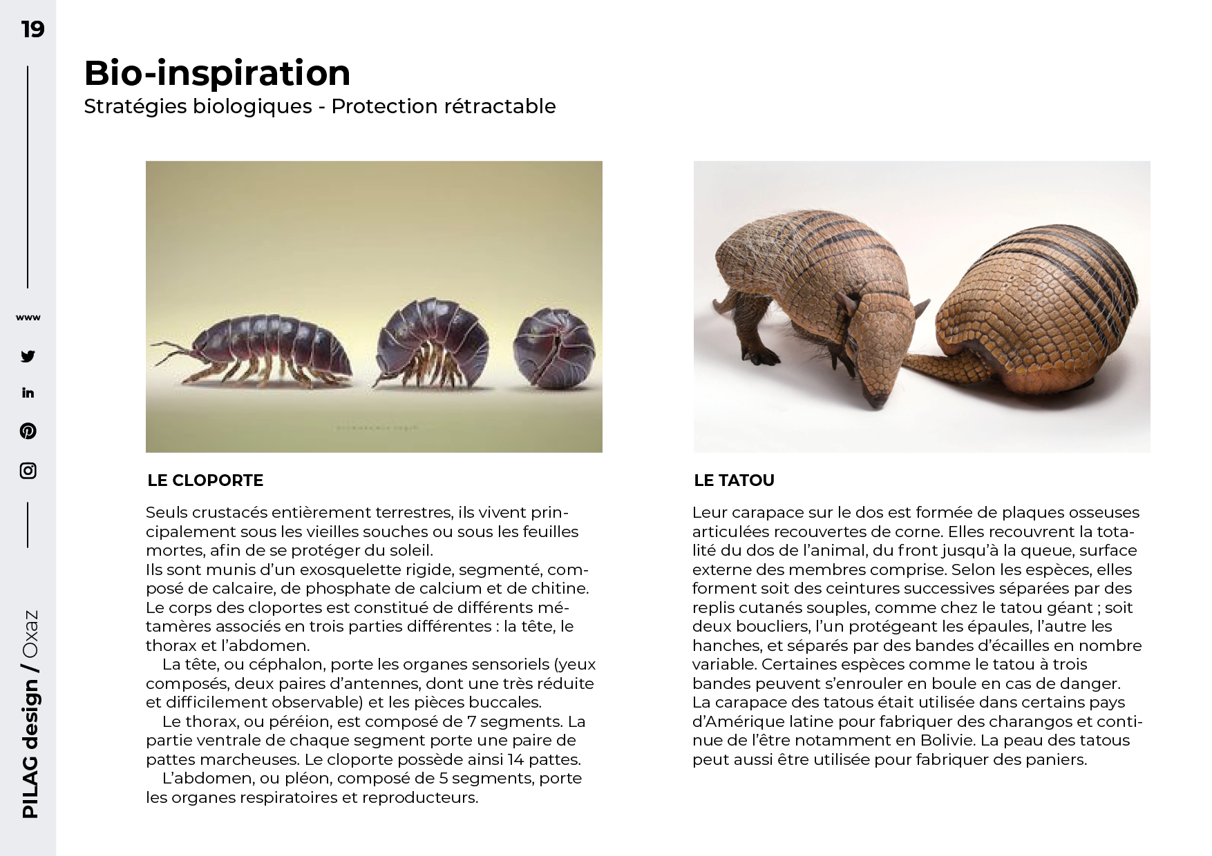 Biological-strategies-of-the-woodlouse-and-the-armadillo